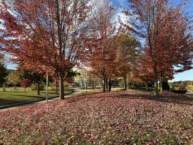Photo of trees with fall colors.