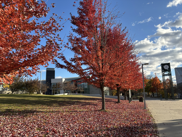 Photo of trees with fall colors.