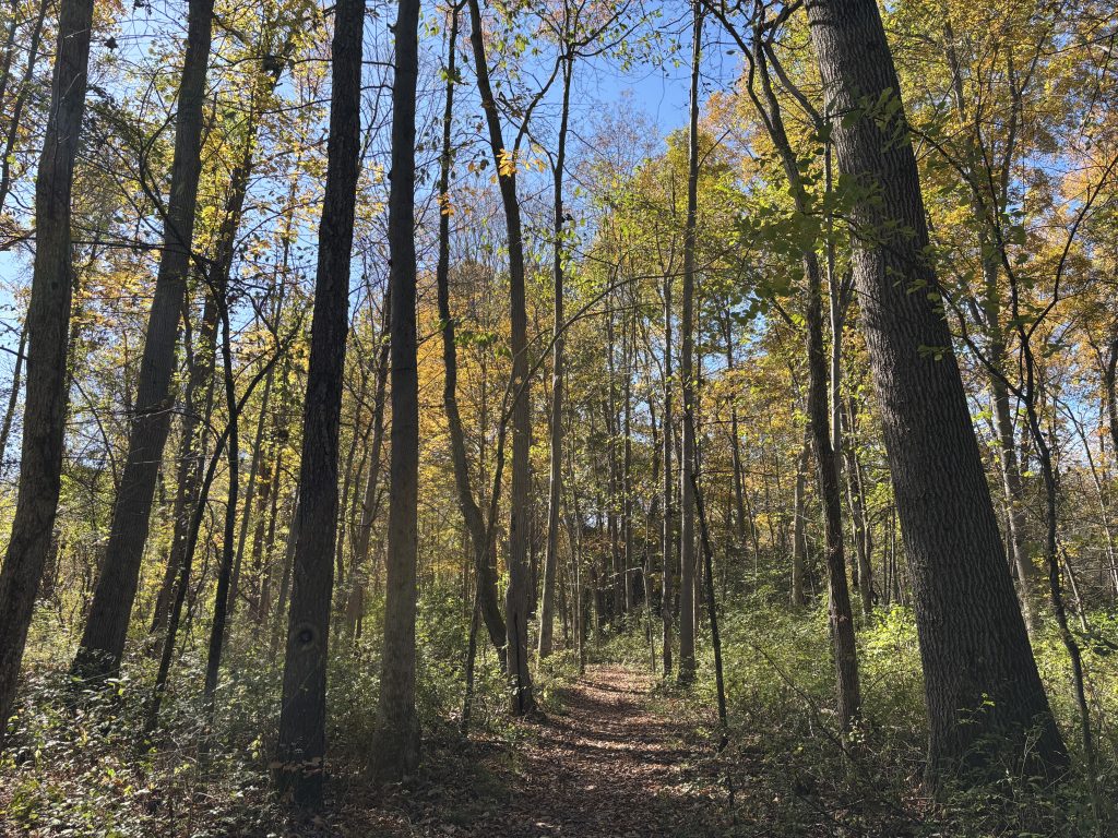 View of trees and a trail at the Vosburgh Trails