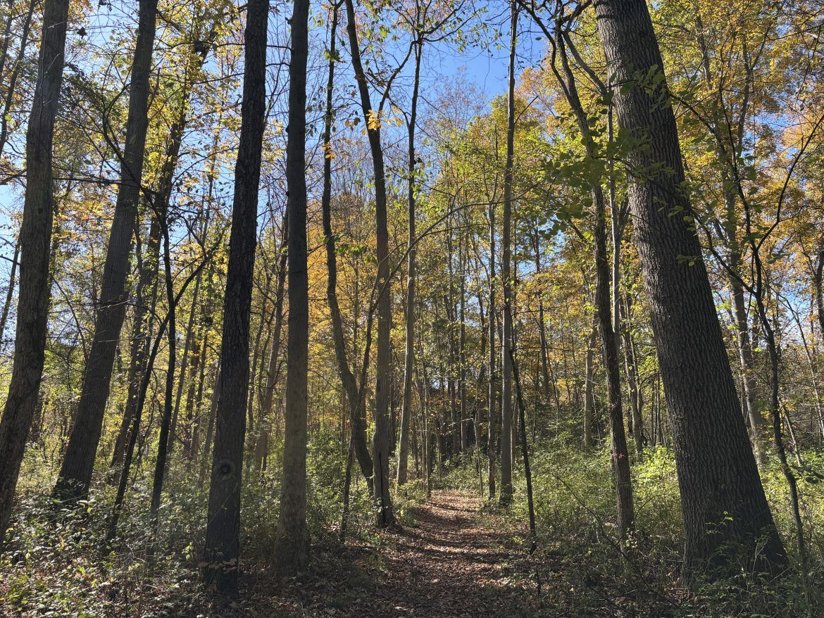 View of trees and a trail at the Vosburgh Trails